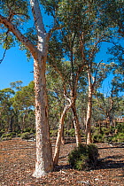 Wandoo (Eucalyptus wandoo), Western Australian endemic plant, Dryandra forest - Wheatbelt, May 2018