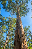 Karri (Eucalyptus diversicolor), third tallest tree in the world, Western Australian endemic plant, D&#39;Entrecasteaux National Park, April 2017