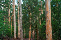Karri (Eucalyptus diversicolor), third tallest tree in the world, Western Australian endemic plant, D&#39;Entrecasteaux National Park, Western Australia.