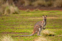 Red-necked wallaby (Rufogriseus banksianus) female, Coolah Tops NP, New South Wales, Australia.
