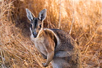 Bridled Nailtail Wallaby (Onychogalea fraenata) Idalia NP, Queensland, Australia. Critically endangered species.