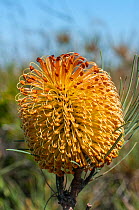 Banksia (Banksia leptophylla), Western Australian endemic plant, Mt. Lesueur National Park, Western Australia.