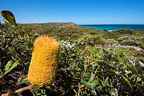 Southern Plains Banksia (Banksia media), Western Australian endemic plant, Western Australia, Fitzgerald River National Park, November 2016