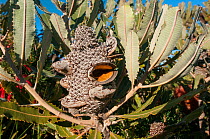 Firewood Banksia (Banksia menziesii), open cone, Western Australian endemic plant, Mt. Lesueur National Park, Western Australia.