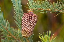Nodding Banksia (Banksia nutans), Western Australian endemic plant, Fitzgerald River National Park, Western Australia.