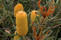 Banksia (Banksia pilostylis), Western Australian endemic plant, Cape Arid National Park, Western Australia.