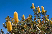 Sceptre Banksia (Banksia sceptrum), Western Australian endemic plant, Kalbari National Park, Western Australia. December 2011