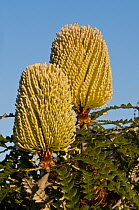 Showy Banksia (Banksia speciosa), Western Australian endemic plant, Cape Arid National Park, Western Australia.
