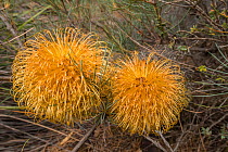 Ironcap Banksia (Banksia sphaerocarpa var. dolichostyla), Western Australian endemic plant, South Ironcap, Goldfields, Western Australia.