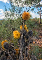Ironcap Banksia (Banksia sphaerocarpa var. dolichostyla), Western Australian endemic plant, South Ironcap, Goldfields, Western Australia.