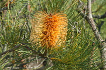 Pine banksia (Banksia tricuspis), Western Australian endemic plant, Mt. Lesueur National Park, Western Australia.