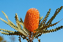 Woolly-orange banksia (Banksia victoriae), Western Australian endemic plant, Western Australia, Bindoo Hill Nature Reserve, September 2014