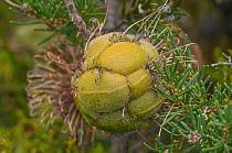 Violet Banksia (Banksia violacea) developing cones, Western Australian endemic plant, Western Australia, Fitzgerald River National Park, Western Australia.