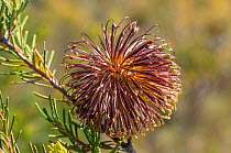 Violet Banksia (Banksia violacea), Western Australian endemic plant, Fitzgerald River National Park, Western Australia.