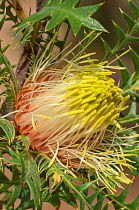 Prickly Dryandra (Banksia armata), Western Australian endemic plant, Western Australia, Mt. Ragged - Cape Arid National Park, October 2014