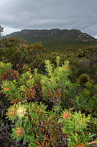 Prickly dryandra (Banksia armata), Western Australian endemic plant, Western Australia, Mt. Ragged - Cape Arid National Park, Western Australia.