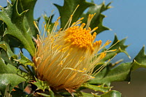 Prickly dryandra (Banksia falcata), Western Australian endemic plant, Western Australia, Cape Arid National Park, Western Australia. November 2015
