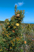Prickly Dryandra (Banksia falcata), Western Australian endemic plant, Western Australia, Cape Arid National Park, Australia. November 2015