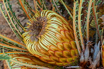 Banksia (Banksia nivea), Western Australian endemic plant, Mt. Lesueur National Park, Western Australia.July 2015