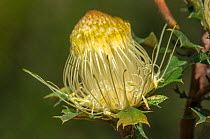 Urchin banksia (Banksia undata), Western Australian endemic plant, Alexander Morrison National Park, Western Australia.