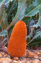Prostrate Banksia (Banksia gardneri subsp brevidentata), Western Australian endemic plant, Western Australia, Stirling Range National Park, October 2013