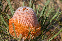 Hooker&#39;s Banksia (Banksia hookeriana), Western Australian endemic plant, Western Australia, Yardanogo Nature Reserve, November 2016