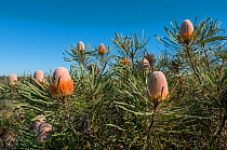 Hooker&#39;s banksia (Banksia hookeriana), Western Australian endemic plant, Western Australia, Yardanogo Nature Reserve, November 2016