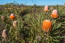 Hooker&#39;s banksia (Banksia hookeriana), Western Australian endemic plant, Western Australia, Yardanogo Nature Reserve, November 2016
