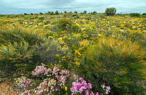 Biodiversity of flora in heath / Kwongan habitat, Wheatbelt, Frank Hann National Park, November 2013
