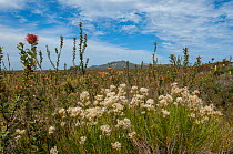 Biodiversity of flora in heath / Kwongan habitat dominated by Scarlet Banksia (Banksia coccinea) and Smokebush (Conospermum teretifolium) with West Mt. Barren in the background, Western Australia, Sou...