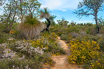 Biodiversity of flora in heath / Kwongan habitat , Western Australia, north of Perth, Yanchep National Park, October 2017