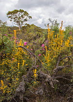 Biodiversity of flora in heath / Kwongan habitat dominated by Holly-leaved Honeysuckle (Lambertia ilicifolia), Western Australia,Wheatbelt, Dryandra forest, September