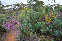 Biodiversity of flora in heath - Kwongan, Western Australia,Wheatbelt, Dryandra forest, September 2018