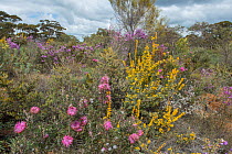Biodiversity of flora in heath / Kwongan habitat dominated by Holly-leaved Honeysuckle (Lambertia ilicifolia), Western Australia,Wheatbelt, Dryandra forest, September 2018