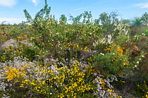Biodiversity of flora in heath / Kwongan habitat, Western Australia, north of Perth, Yanchep National Park, October 2017