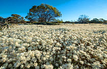 Carpet of annual everlasting daisies, Everlastings (Rhodanthe chlorocephala subsp. splendida) in flower, Midwest, Karara Rangelands, Western Australia. September 2018