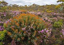 Biodiversity of flora in heath / Kwongan habitat dominated by Cayley&#39;s Banksia (Banksia caleyi), Western Australia, South west biodiversity hotspot, Fitzgerald River National Park - Biosphere Rese...