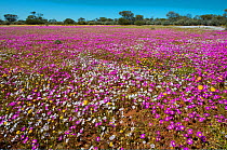 Biodiversity of flora- annuals -dominated by Pink Velleia (Velleia rosea) and Parakeelya (Calandrinia polyandra), Western Australia, Midwest, Karara Rangelands , September 2018