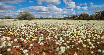 Biodiversity of flora - annuals dominated by Pom Pom Everlasting (Cephalipterum drummondii) flowers, Western Australia, Midwest, Karara Rangelands , September 2018
