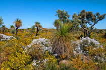 Biodiversity of flora in heath / Kwongan habitat with Grass trees, Western Australia, north of Perth, Yanchep National Park, Septemberr 2012