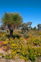 Biodiversity of flora in heath / Kwongan habitat with Grass Trees, Western Australia, north of Perth, Yanchep National Park, Septemberr 2012