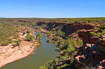 Z Bend , Murchison River, Kalbarri National Park, north west, Western Australia, December 2011