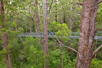 Tree Top Walk - Valley of Giants, tourist attraction - walk in the canopy of Red Tingle giant eucalyptus (Eucalyptus jacksonii) trees, Walpole-Nornalup National Park, south west, Western Australia, Ja...