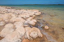 Thrombolites in Lake Clifton,, Yalgorup National Park, south west, Western Australia, April 2017