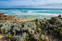 Twin Karri Beach, D&#39;Entrecasteaux National Park, south west, Western Australia, February 2015