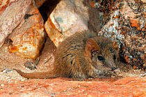 Rory&#39;s Pseudantechinus (Pseudantechinus roryi) De La Poer Range Nature Reserve, in Gibson Desert, Western Australia.