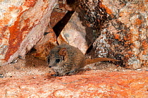 Rory&#39;s Pseudantechinus (Pseudantechinus roryi) De La Poer Range Nature Reserve, in Gibson Desert, Western Australia.