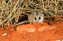 Lesser hairy-footed dunnart (Sminthopsis youngsoni) Rawlinson Range, Gibson Desert, Western Australia.