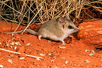 Lesser hairy-footed dunnart (Sminthopsis youngsoni) Rawlinson Range in Gibson Desert, Western Australia.