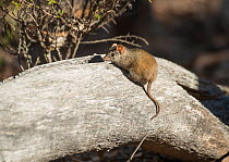 Yellow-footed Antechinus (Antechinus flavipes subsp. leucogaster) Dryandra Forest Nature Conservation Park, Western Australia.